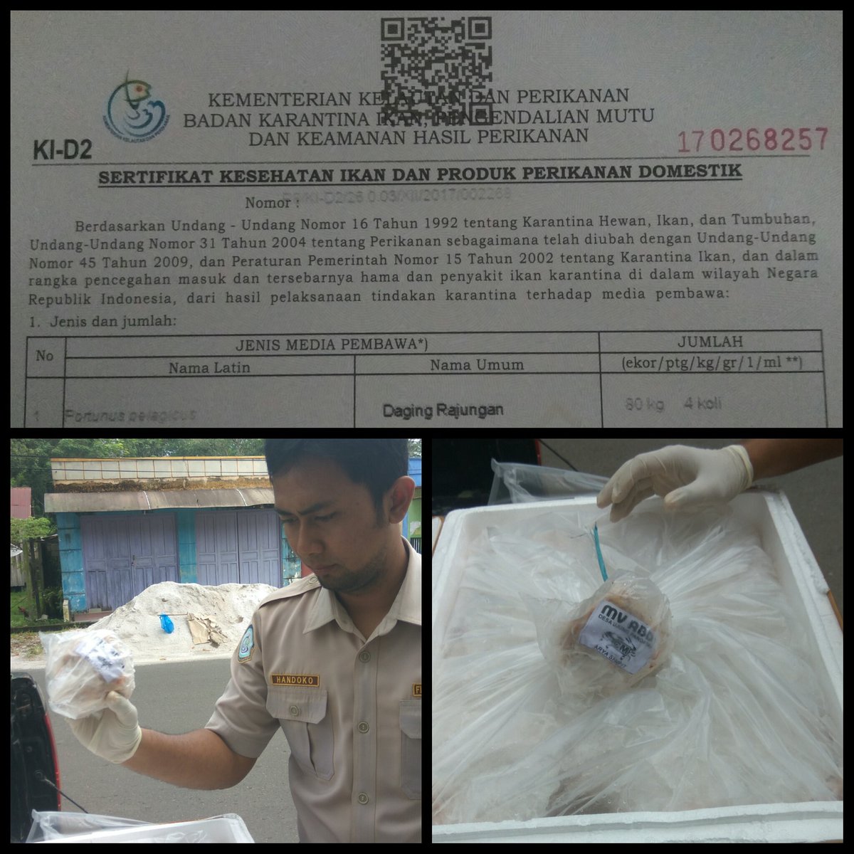 BKIPM_Sampit's tweet photo. 27/12 #OneHealthKIPM, Pelayanan Domestik Keluar @KIPM_Sampit Pemeriksaan dan Pengecekan Ulang Daging Rajungan 80 kg 4 koli @HumasBKIPM https://t.co/lPXCpQEMx5