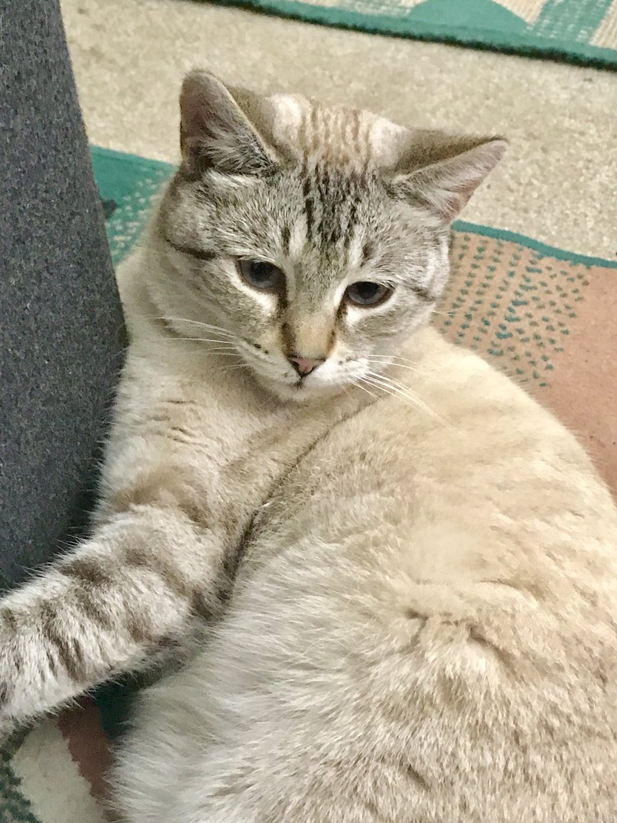AshLinxKitty's tweet photo. Whatcha lookin at? #CatsOfTwitter #catmood #tuesdaymood https://t.co/zWbgRThwJR