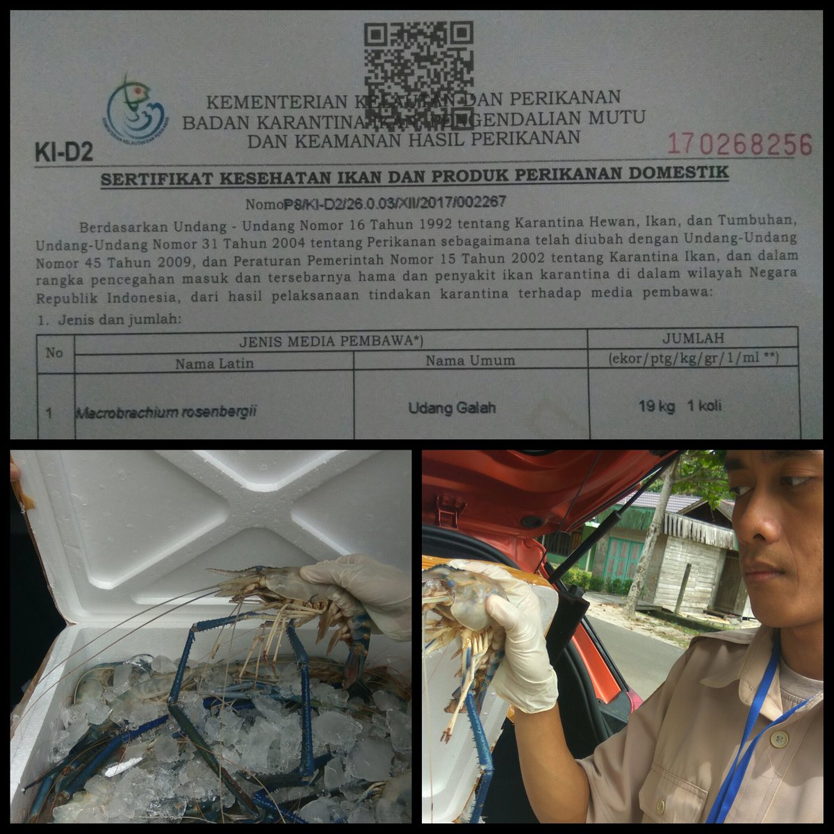 BKIPM_Sampit's tweet photo. 27/12 #OneHealthKIPM, Pelayanan Domestik Keluar @KIPM_Sampit Pemeriksaan dan Pengecekan Ulang Udang Galah 19 kg 1 koli @HumasBKIPM https://t.co/LO20HXKxT7