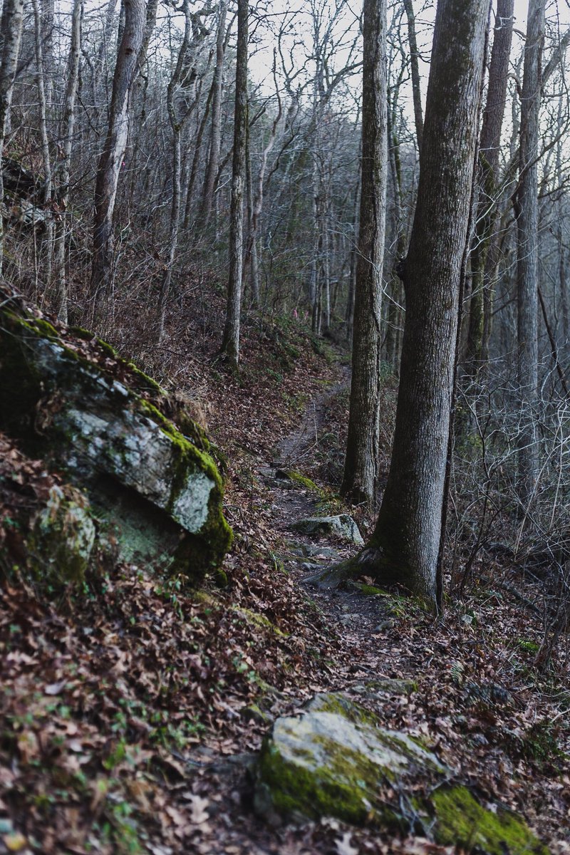 theanjash's tweet photo. Addicting to hiking trails with camera gear. 🤷🏼♂️ // Off the beaten path and on to new discoveries
.
.
#gooutside #exploremore #ozarkslife #nationalparksusa #pruitt #arkansas #buffaloriver #offthebeatenpath #justgoshoot #lifeofadventure #ashiarlaimage #onmygrind #inmygrace https://t.co/sl2HF40kFj