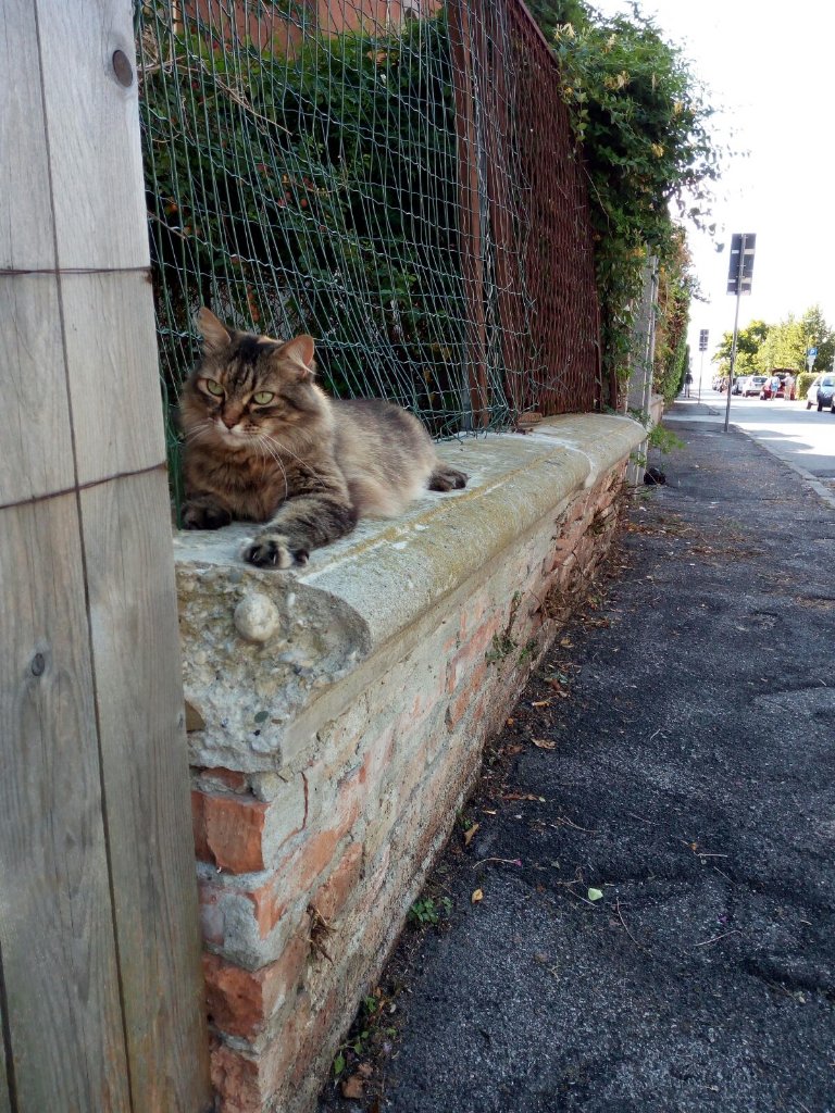 littlelookalike's tweet photo. Cat of Venice Lido 💖 https://t.co/ZipVaUL2tM