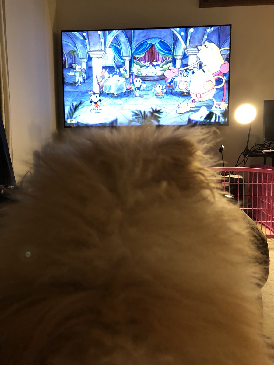 Floofhead watching Cuphead. 🐶💙