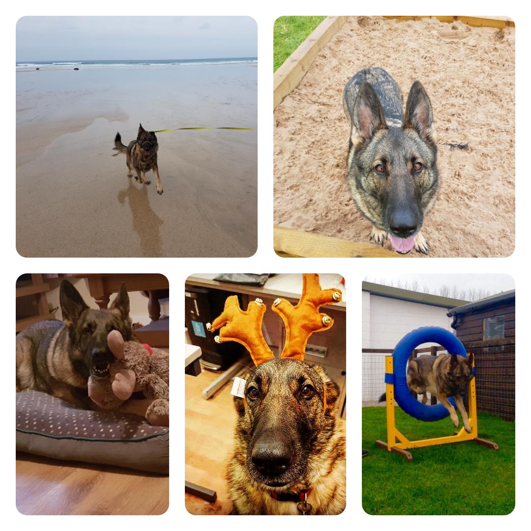 Happy 3rd Gotcha day Shadow.
#AdoptDontShop