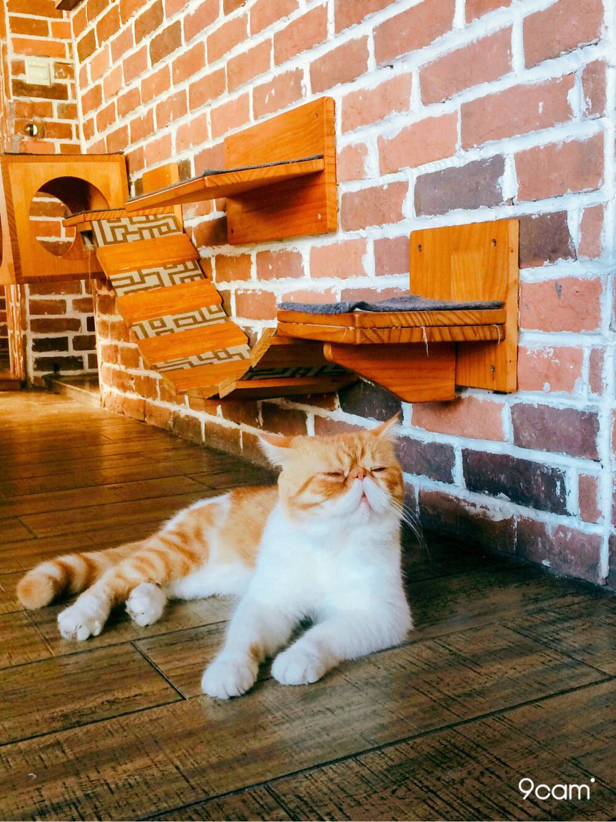 9cam_official's tweet photo. 😴😴
by 兜兜是一根菜
9cam 試しにいく: https://t.co/9vQF9G3miS.
#写真好きな人と繋がりたい
#ファインダー越しの私の世界
#写真好きな人と繋がりたい
#9cam #9edit #ネコ #neko https://t.co/W5bFfqMx35
