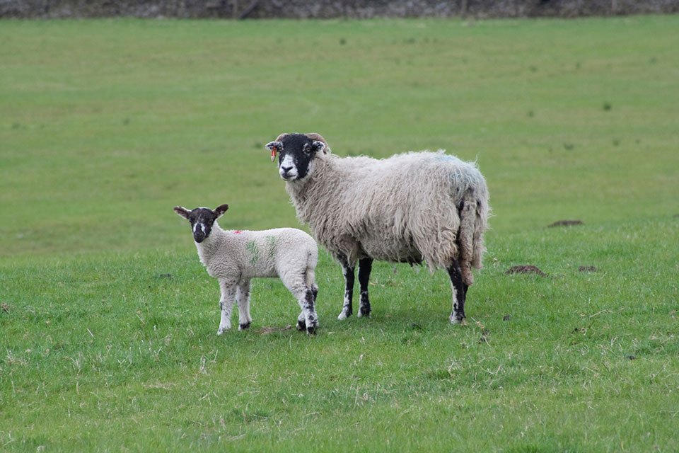 #Sheep &amp; #goatkeepers: don't forget to submit your annual sheep &amp; goat inventory by 31 December.  gov.uk/guidance/sheep…