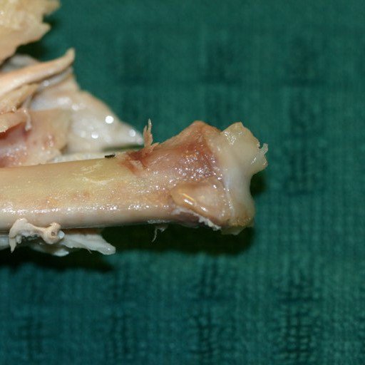 Now that the left overs are dwindling...

DON'T give the dog a bone!

Ingested bones can cause a lot of problems and cooked bones fragment and splinter easily!
