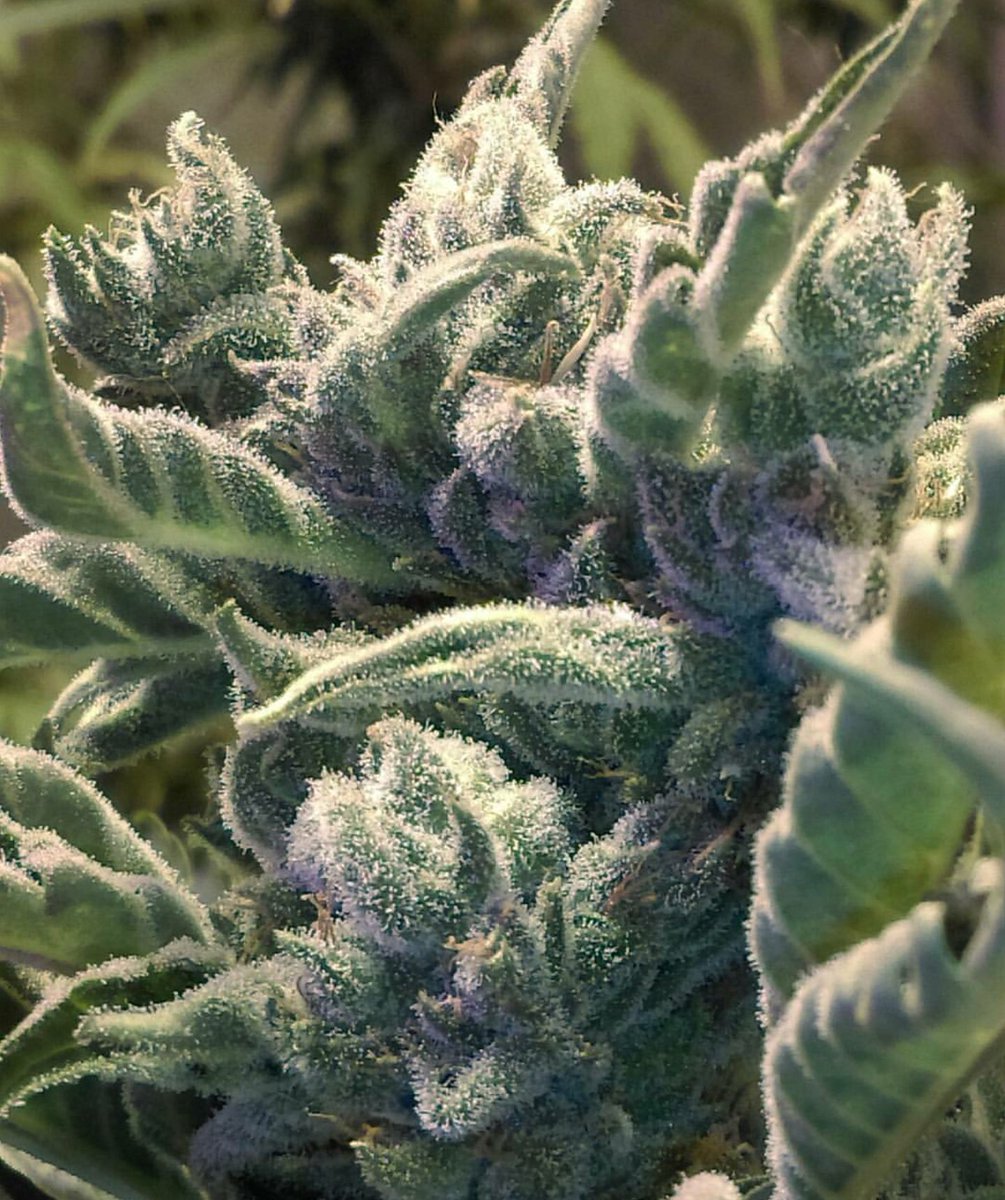 eva_seeds's tweet photo. 🍏🍭FURIOUS CANDY de @eva_seeds rebosando resina y cogollos, cultivada orgánicamente con fertilizantes @biobizz por @mauroevaseedschile ↔ @eva_seeds FURIOUS CANDY full of buds &amp; resin, grown organically with @biobizz fertilizers by @mauroevaseedschile 🍭🍏 #furiouscandy https://t.co/Zp6oWgmduf