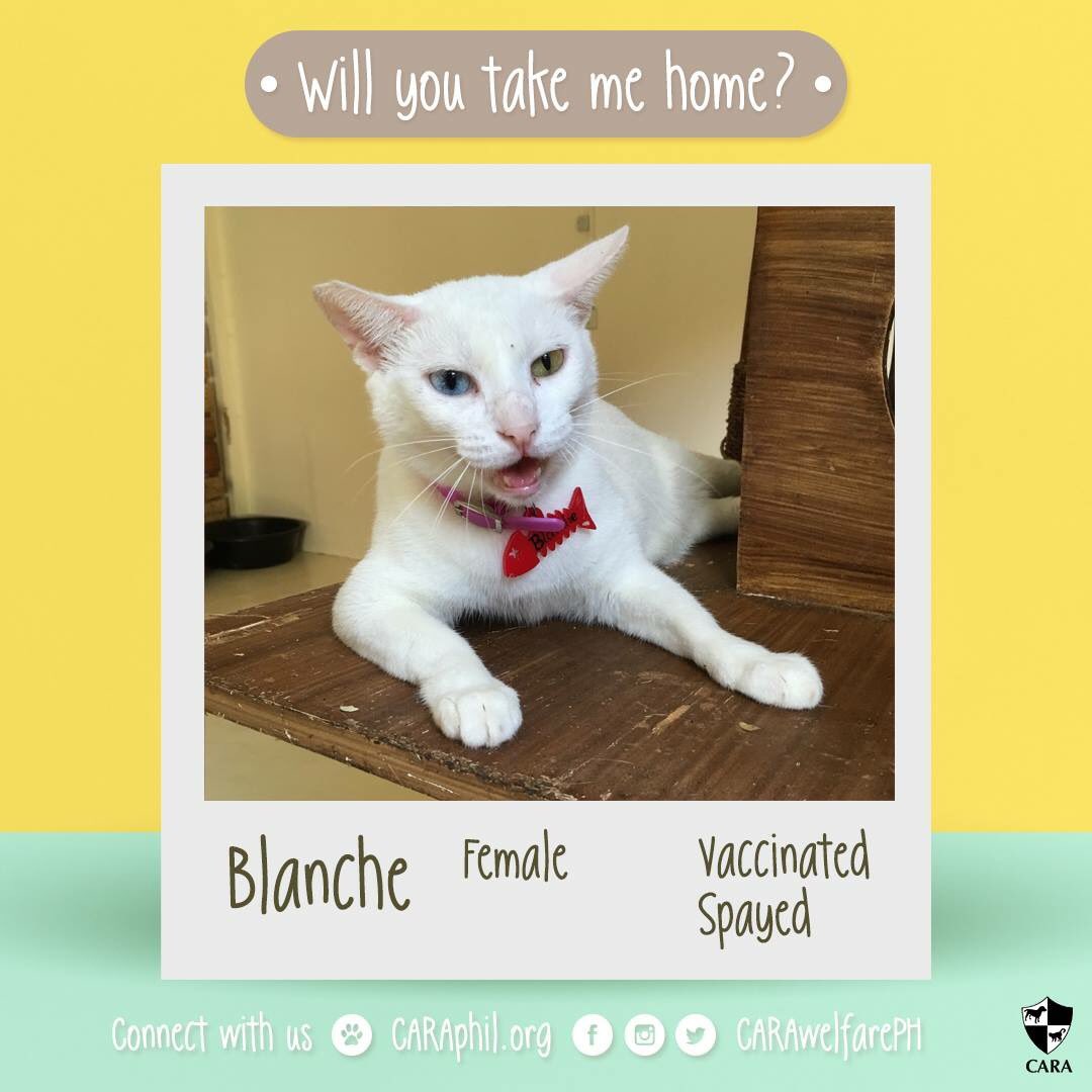 carawelfarePH's tweet photo. #AdoptableOfTheWeek: Blanche! This beautiful snow white kitty is up for adoption! She's waiting for a new family to take her home this Christmas. How to adopt: https://t.co/agtCXd3bVH https://t.co/t6i24bflmg