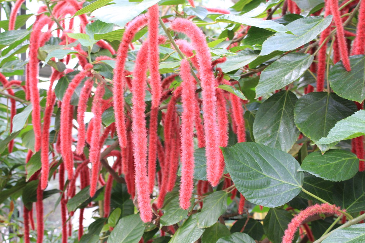 咲くやこの花館 No Twitter 18年は 戌年 ですが 犬ではなく なんだか猫のしっぽのような植物を見つけました こちらは西インド諸島原産の ベニヒモノキ 実は3cm程の小さな花 が ひも状に連なったものなんです 熱帯花木室でぶら りと揺れております