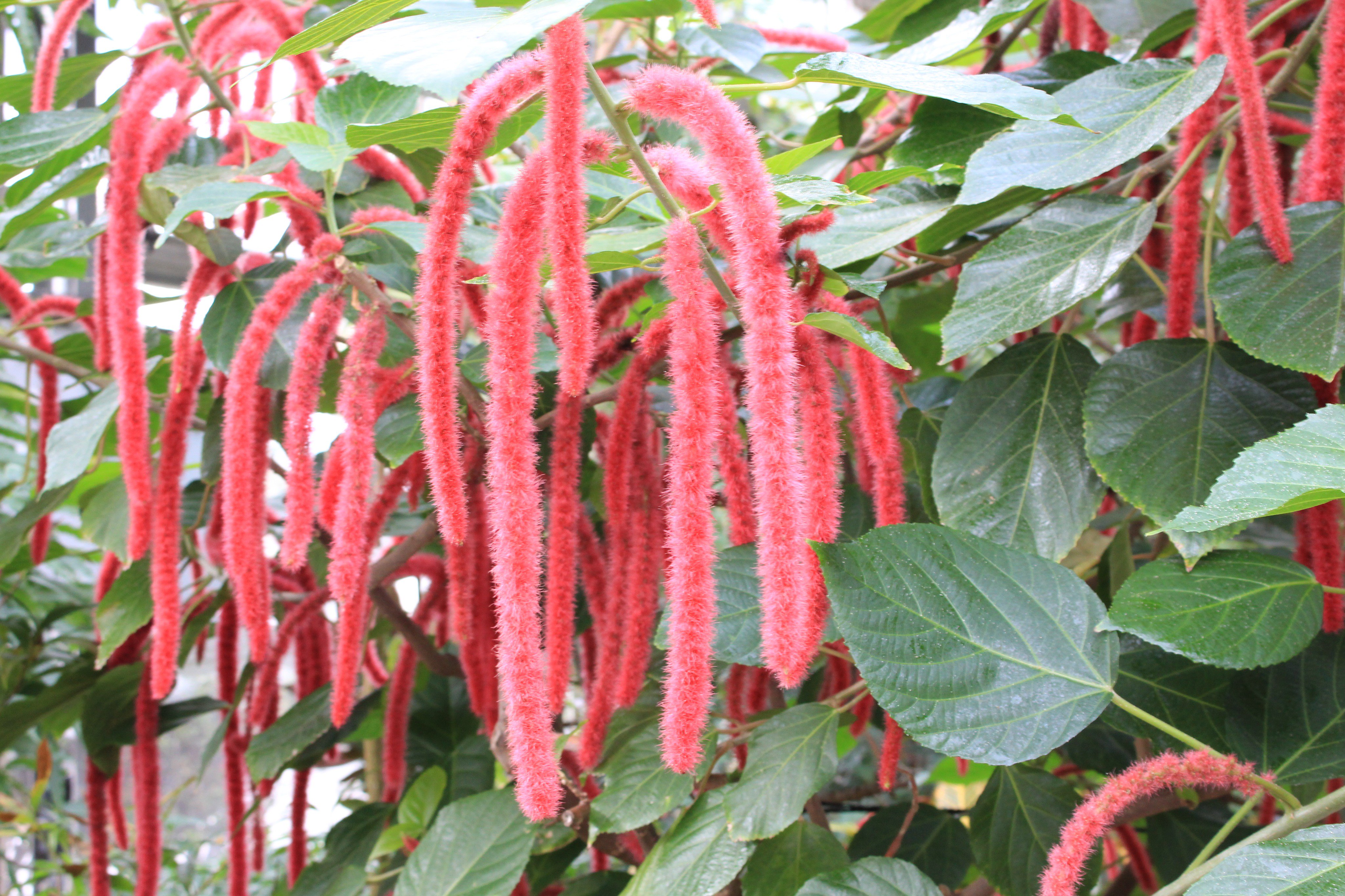 咲くやこの花館 18年は 戌年 ですが 犬ではなく なんだか猫のしっぽのような植物を見つけました こちらは西インド諸島原産の ベニヒモノキ 実は3cm程の小さな花が ひも状に連なったものなんです 熱帯花木室でぶら りと揺れております