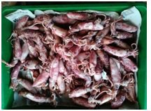 Cumi Asin Hewan laut yang berasal dari keluarga Loliginidae ini dapat dengan mudah kita jumpai di Indonesia. Cumi-cumi merupakan hewan laut yang sering dikonsumsi oleh masyarakat.
  sjinternasional.com