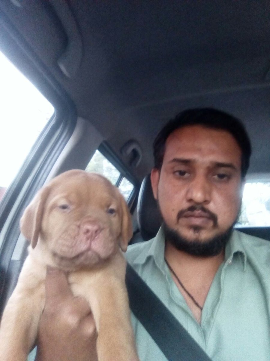 PrimePetMartJPR's tweet photo. French Mastiff Puppy Dog

visit: https://t.co/MkqQsb3CNF

#mastif #primepetmart #primepetshop #petshopinjaipur #findyourdog #DoguedeBordeaux #BordeauxMastiff #FrenchMastiff #Bordeauxdog #puppylove https://t.co/giiE5kF2HF