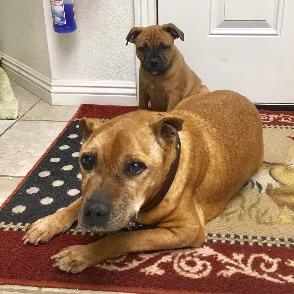 MyStaffords's tweet photo. Troop suffering in starving silence. #dinnertime #staffordshirebullterrier #9weekold #9yearold https://t.co/Jc3rGP7Kua