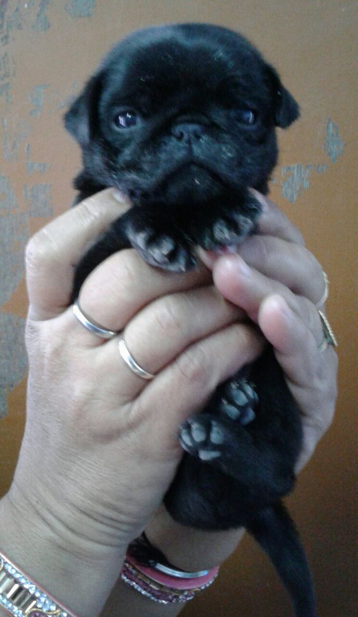PrimePetMartJPR's tweet photo. Cute Pug Puppy Dog

visit: https://t.co/MkqQsb3CNF

#primepetmart #primepetshop #petshopinjaipur #findyourdog #pugs #pug  #pugstagram #puglover #puglove #pugoftheday #puglife #puglovers #pugnation #pugworld https://t.co/4JmqSdygOy