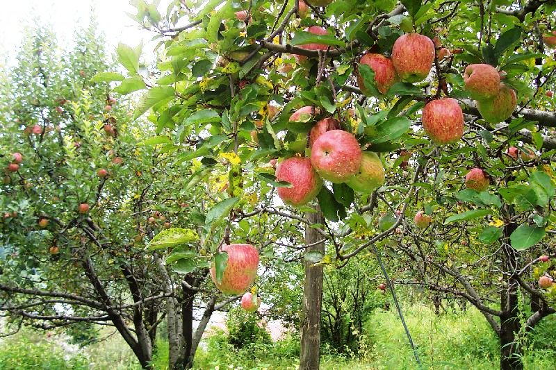 ShikharIndia's tweet photo. Apple Orchard Tour - Showcases some of the #bestAppleFarms in the Himalayan state of #HimachalPradesh. #appletour #himalayanjeepsafari #adventuretravel @swadesh47
For more details visit: https://t.co/KHc08NY0W7 https://t.co/YOQD5o4JOA