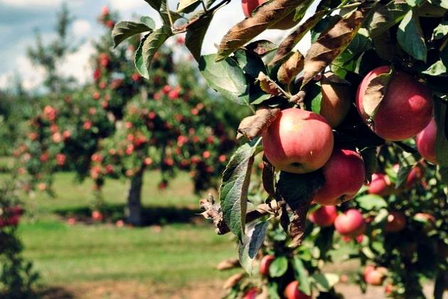 ShikharIndia's tweet photo. Apple Orchard Tour - Showcases some of the #bestAppleFarms in the Himalayan state of #HimachalPradesh. #appletour #himalayanjeepsafari #adventuretravel @swadesh47
For more details visit: https://t.co/KHc08NY0W7 https://t.co/YOQD5o4JOA