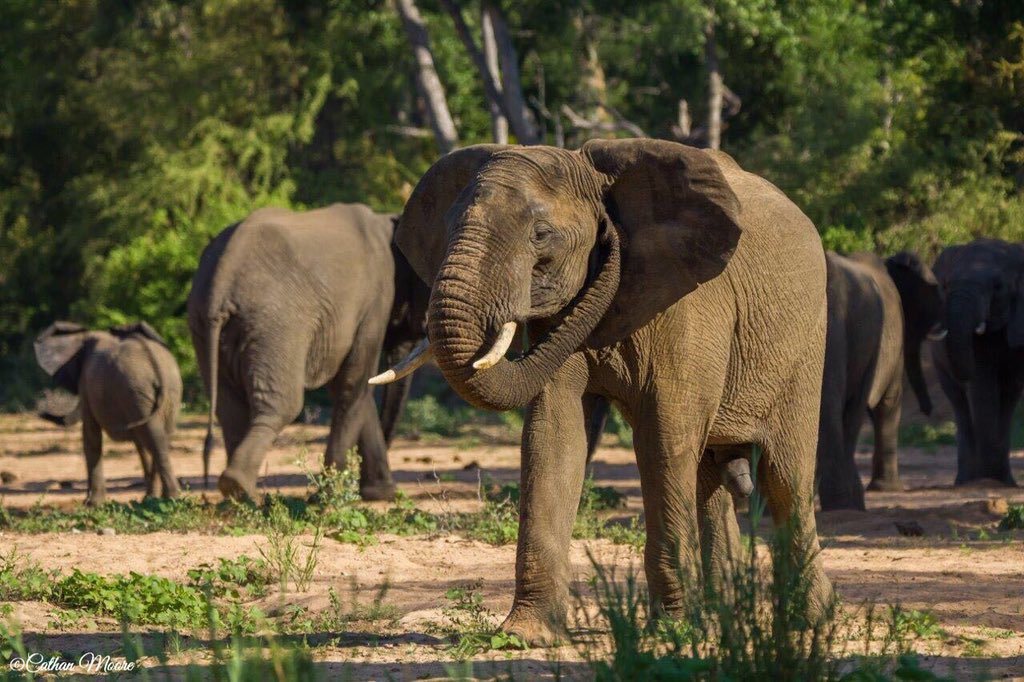 :  The African Elephant 
————————————————-
This capture has great meaning in my heart. We sat in a dry riverbed one afternoon and watched this herd of Elephants move/make their way down the river. Their was absolute PEACE. •
•
•
Kings Camp,Timbavati•
•
•
#wildlife #africa
