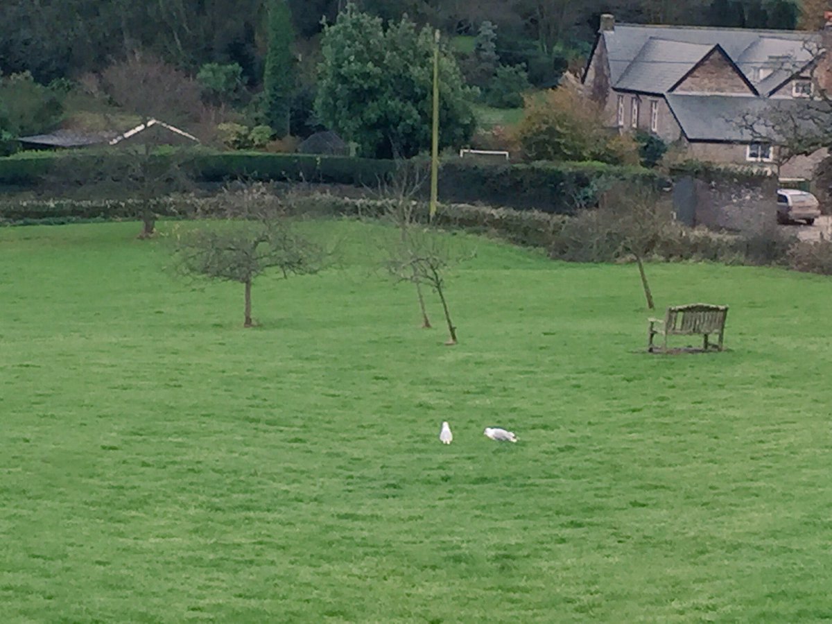 TheOldLibrary4's tweet photo. Resident #seagulls #stokenham #villagegreen #devon https://t.co/TN8bCgmP1b