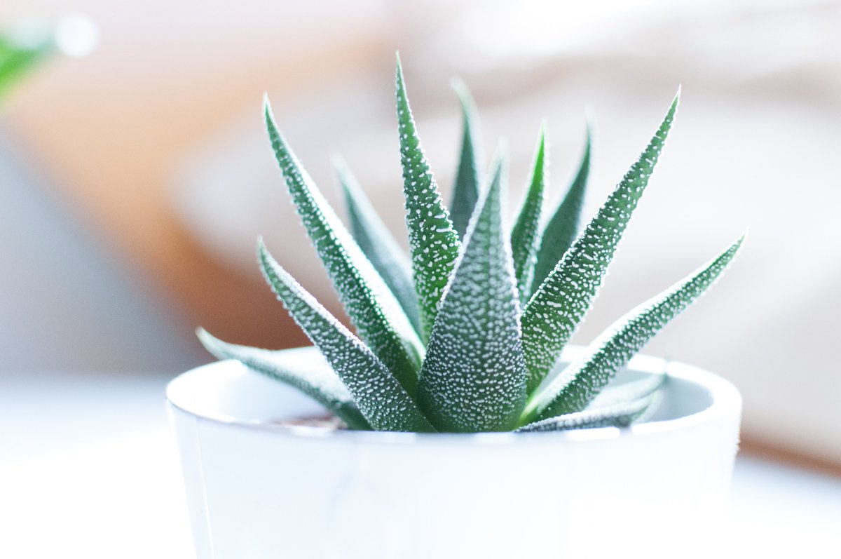 susanma's tweet photo. Aloe vera is a hero ingredient of mine at @tropicskincare (we formulate 17 products with this wonder plant) and at home! It’s fantastic for skin and hair treatments, plus it adds a great-tasting boost to your immune system when mixed into a smoothie #TropicHacks https://t.co/oDD9Y2j8X1