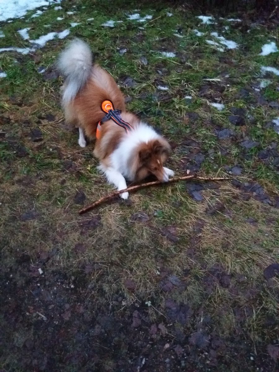 Winstonvonfluff's tweet photo. Just look at this STICK!! #excitement #playful When your #morningwalk turns into #morningplay ✌🌲🐾 https://t.co/nnvmWaj6IV