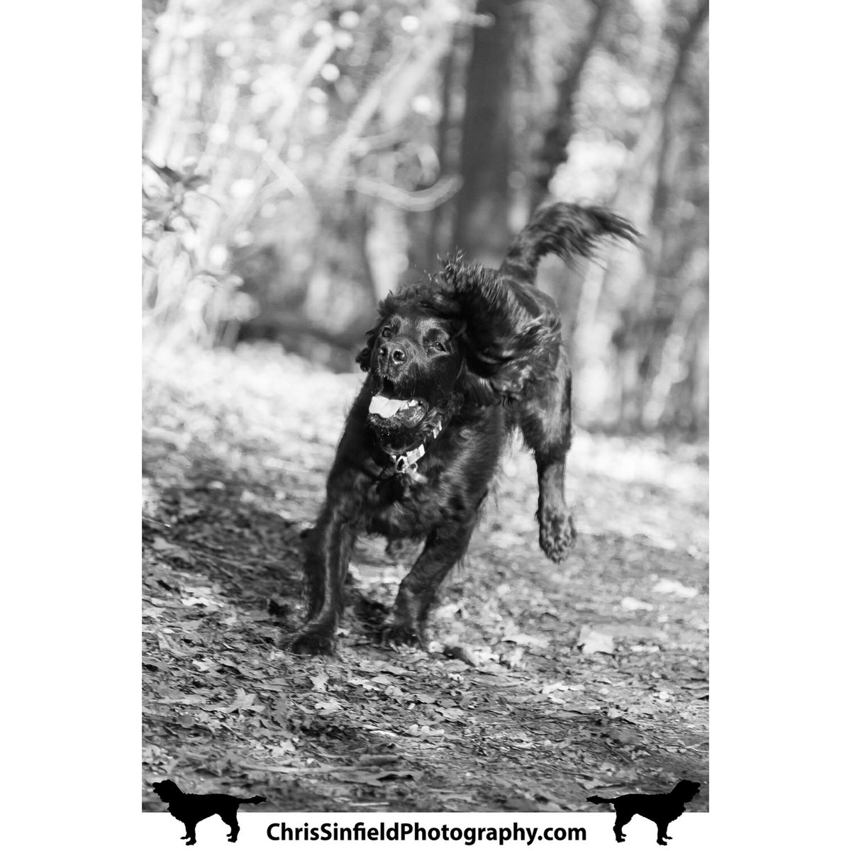 chris_sinfield's tweet photo. Harley loves running through the woods in Nonsuch park!
https://t.co/KF7zuVN2PK
#petphotographer #dogsoftwitter #cockerspaniels https://t.co/hayHHImZVQ
