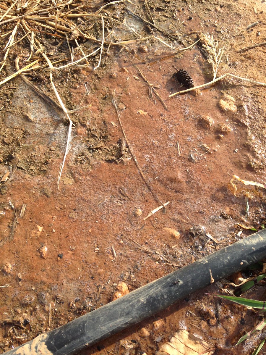 tristanmsmith91's tweet photo. Carbonate bubbles releasing in high pH, high calcium carbonate soil during fertigation of Nova PekAcid @20kg/Ha #smartsoils #eldersliveit https://t.co/CUj7jvnl7C