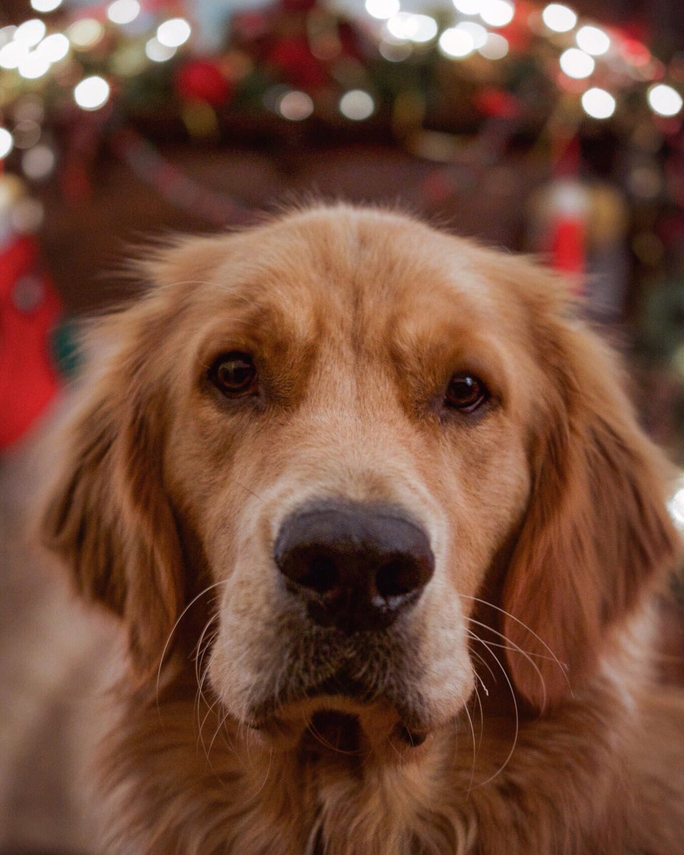 raised2guide's tweet image. I don’t beg (way to common for me) but I do look straight into your soul and silently plea #timeforbrekkie hypnotic voice