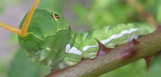 トラフアゲハ