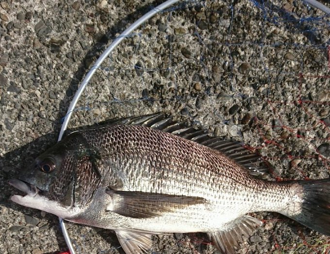 浜名湖の釣り情報 おすすめポイントや釣り堀を紹介 釣れる魚は何 Travel Star