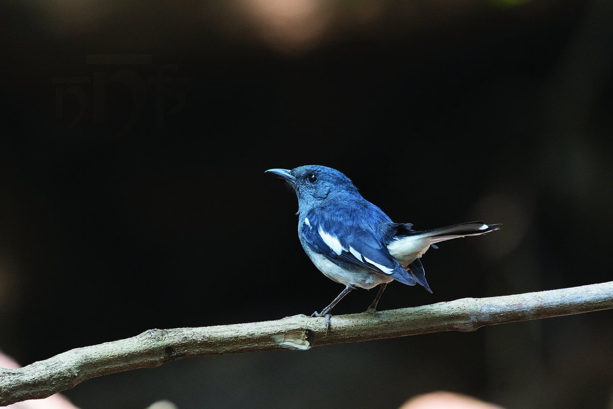 #Goa is a birder's paradise. You can make wonderful images just about anywhere. I met this #OrientalMagpieRobin at #NaturesNest #wildlifephotography #birdsofgoa #nitinaikphotography #traveldiaries #travelblogger