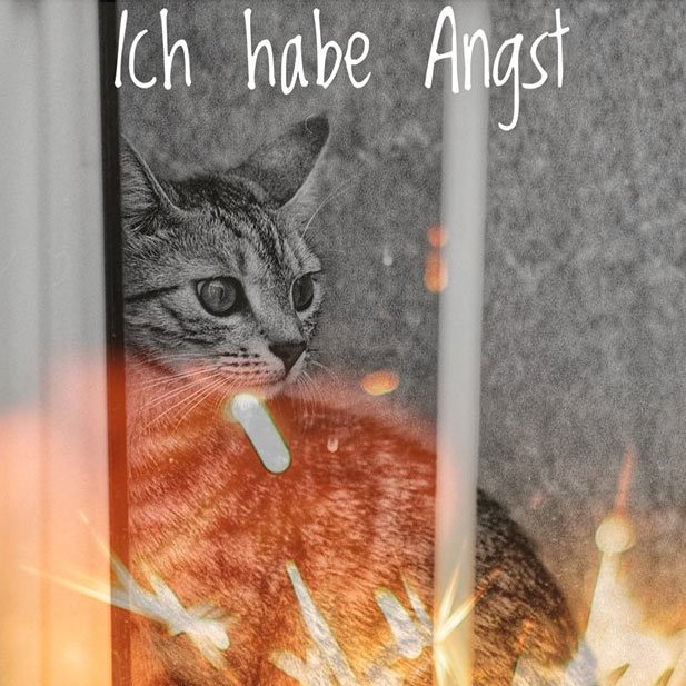 Für #Tiere ist #Silvester kein Spaß. Der Krach ist besonders für Hunde und Katzen belastend, da sie ein wesentlich feineres Gehör haben als wir. Welche Vorkehrungen ihr treffen könnt, damit eure geliebten Tiere gut ins neue Jahr kommen, erfahrt ihr hier: tierschutzbund.de/silvester