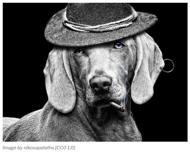 COAPE_Ed's tweet photo. Pets New Year's Resolution, 2018: Say NO to Smoking PART 1
Please share and spread the word…
@PetGuild @CompAnimalPsych @RCVSKnowledge @Dogs_Today 
https://t.co/PvLTRpmXx2 https://t.co/0LxYmhAPAl