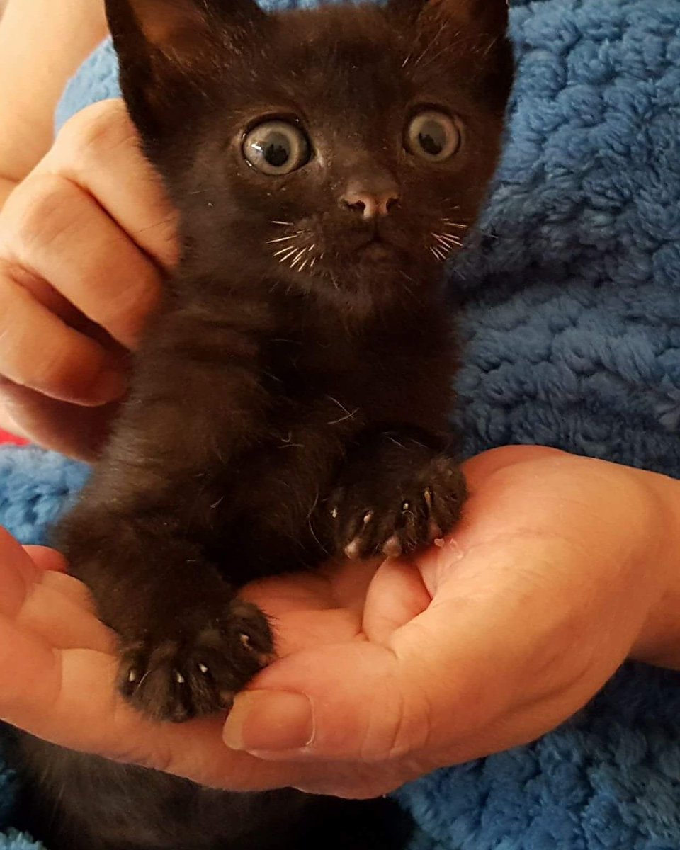 PeluditosdeEmma's tweet photo. ¡ Oioioioioi ! ¿ a quién tenemos por aquí? Ni más ni menos que la pequeña Uva .Ella y su hermana Sidra ya están  listas ella  para ser adoptadas .

¿Quieres darle un hogar para siempre? ¿ sí? Pues envíanos un mensaje privado, gracias https://t.co/9FoWK5C1eG