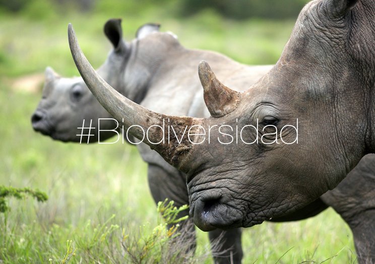 FBiodiversidad's tweet photo. Cada día se extinguen en el mundo entre 100 y 200 especies. #Biodiversidad https://t.co/Ugy5lBISLn
