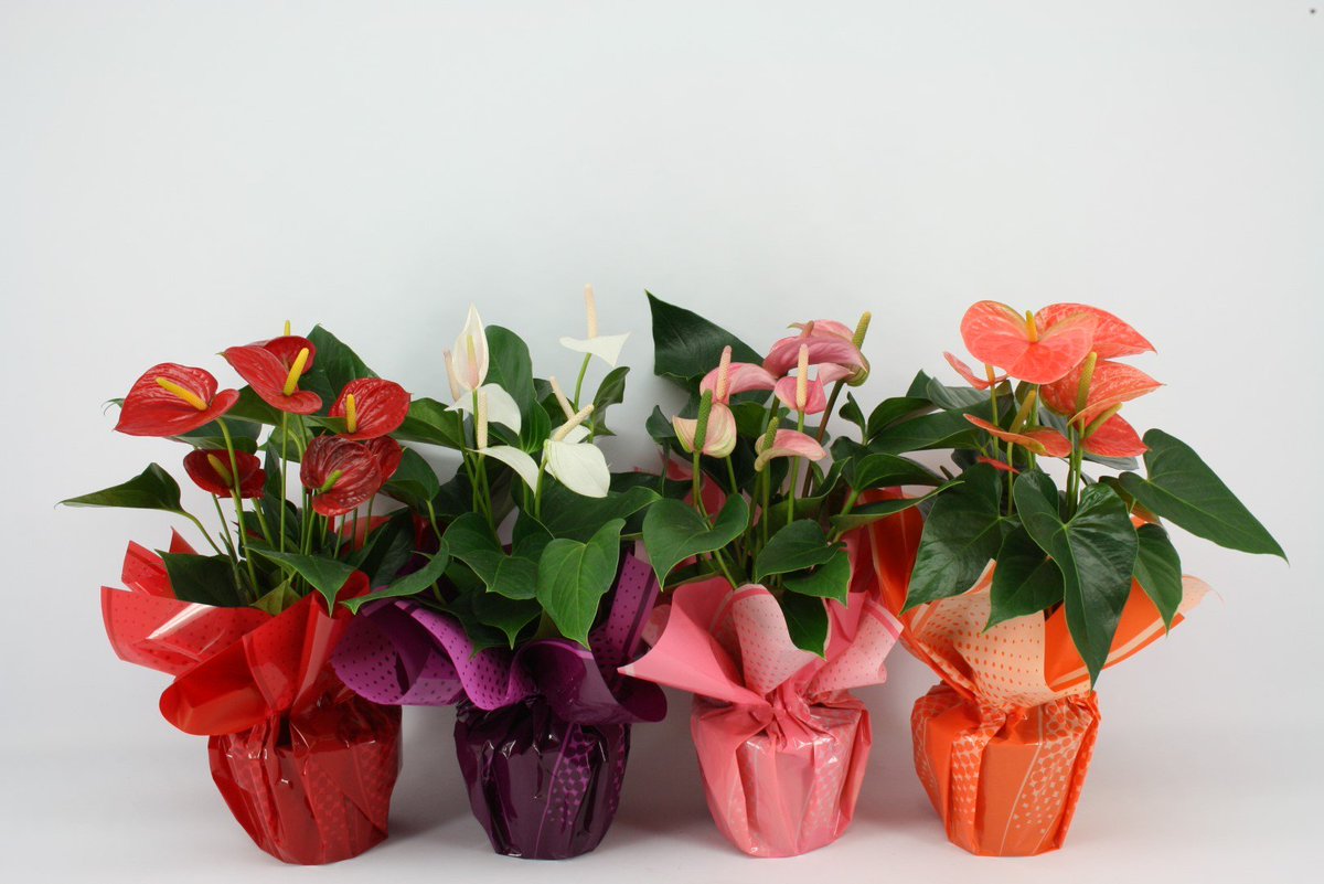 Nu de #Kerst voorbij is, is het tijd om vooruit te kijken naar de #lente. Daarom hebben we verschillende vrolijke rondello's toegevoegd aan ons assortiment. #anthurium