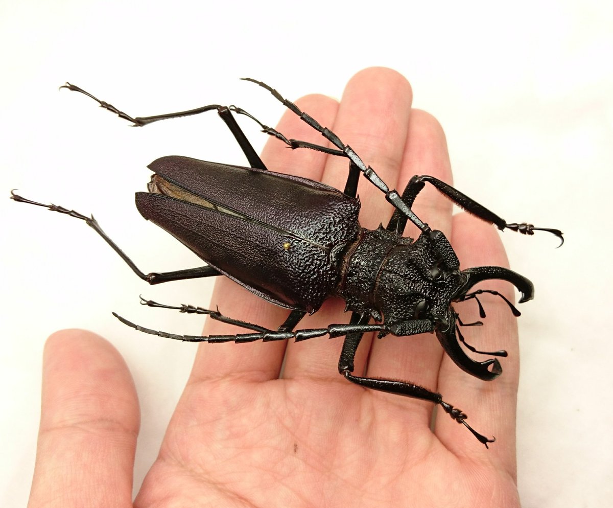 特大コロンビア産オニノコギリカミキリ 79mm 昆虫標本（【楽天