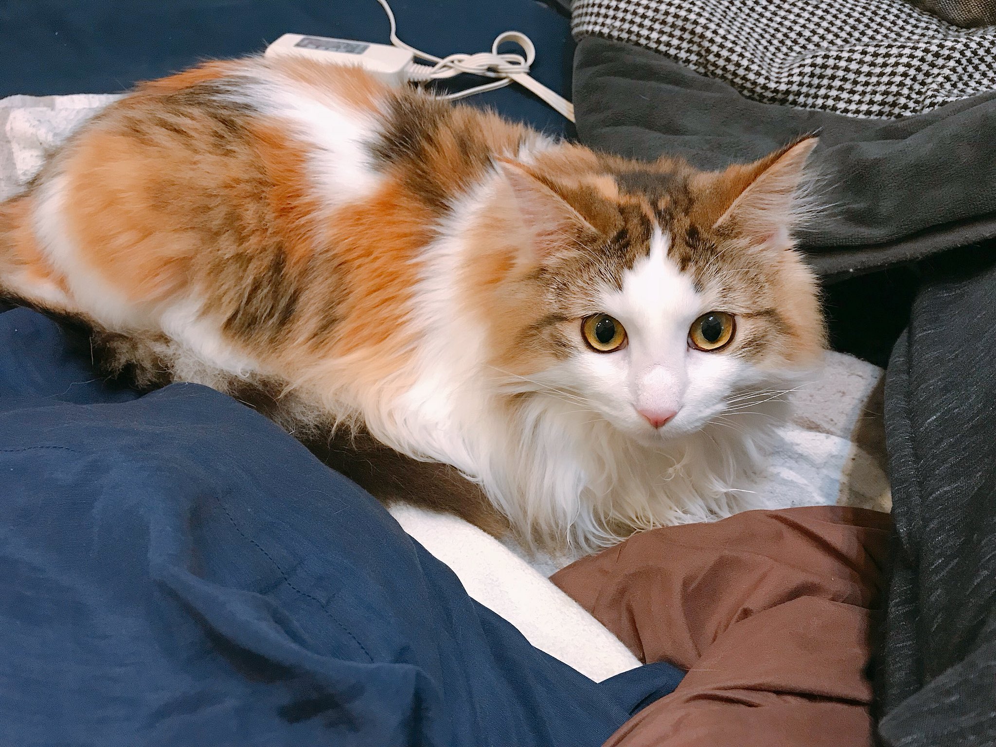 Uzivatel スザクと半蔵 Na Twitteru 電気毛布が温かくて動かなくなったスザクさん ノル猫の森 ノルウェージャンフォレストキャット 猫好きさんと繋がりたい 猫部 猫写真 ねこ 三毛猫 子猫 にゃんこ Uzivatel スザクと半蔵 Na Twitteru 電気毛布が温かくて動かなくなったスザクさん ノル猫の森 ノルウェージャンフォレストキャット 猫好きさんと繋がりたい 猫部 猫写真 ねこ 三毛猫 子猫 にゃんこ