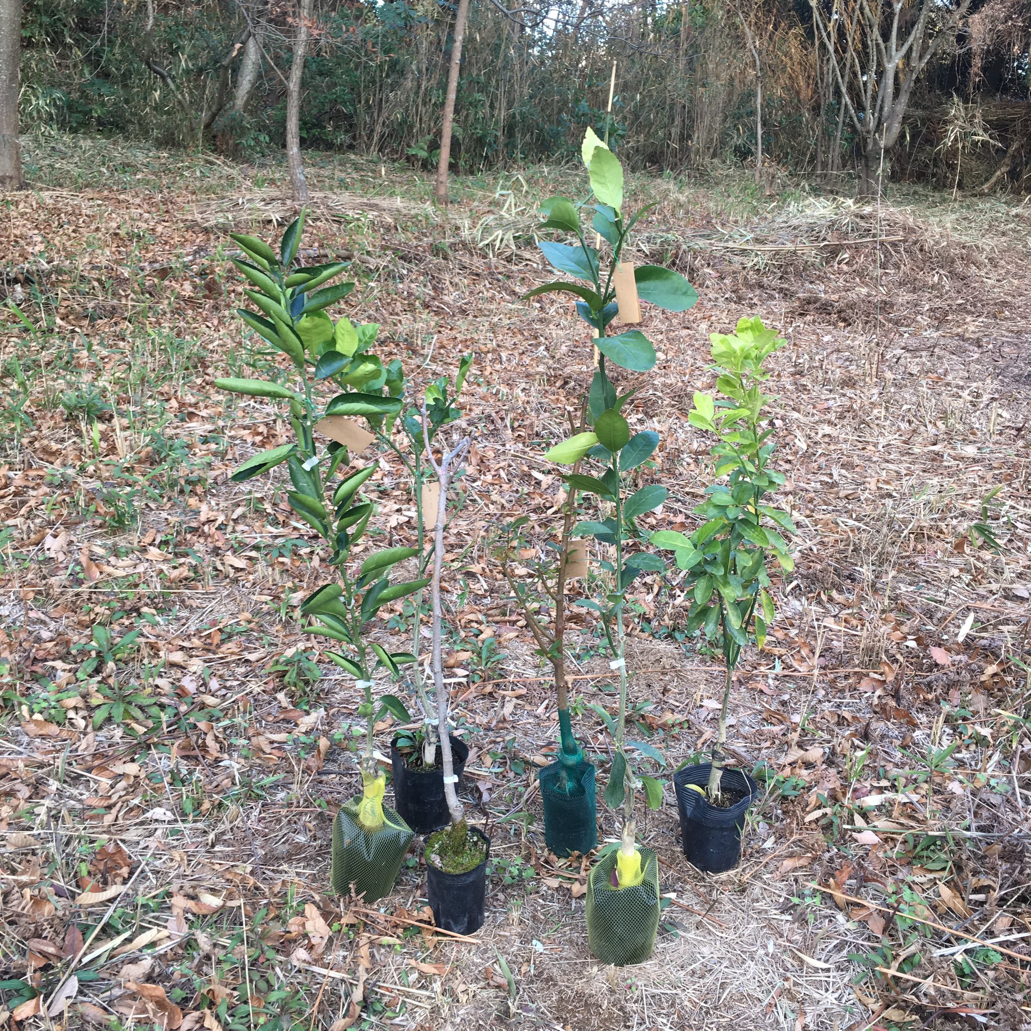 信常の畑と生き物 ホームセンターで苗木が30 オフになってたので たくさん買ってしまいました 衝動買いです スモモ イチジク カボス レモン せとか ミカン 大実キンカン 計画では36本位植えられると思ってましたが 36本てかなりの本数ですね