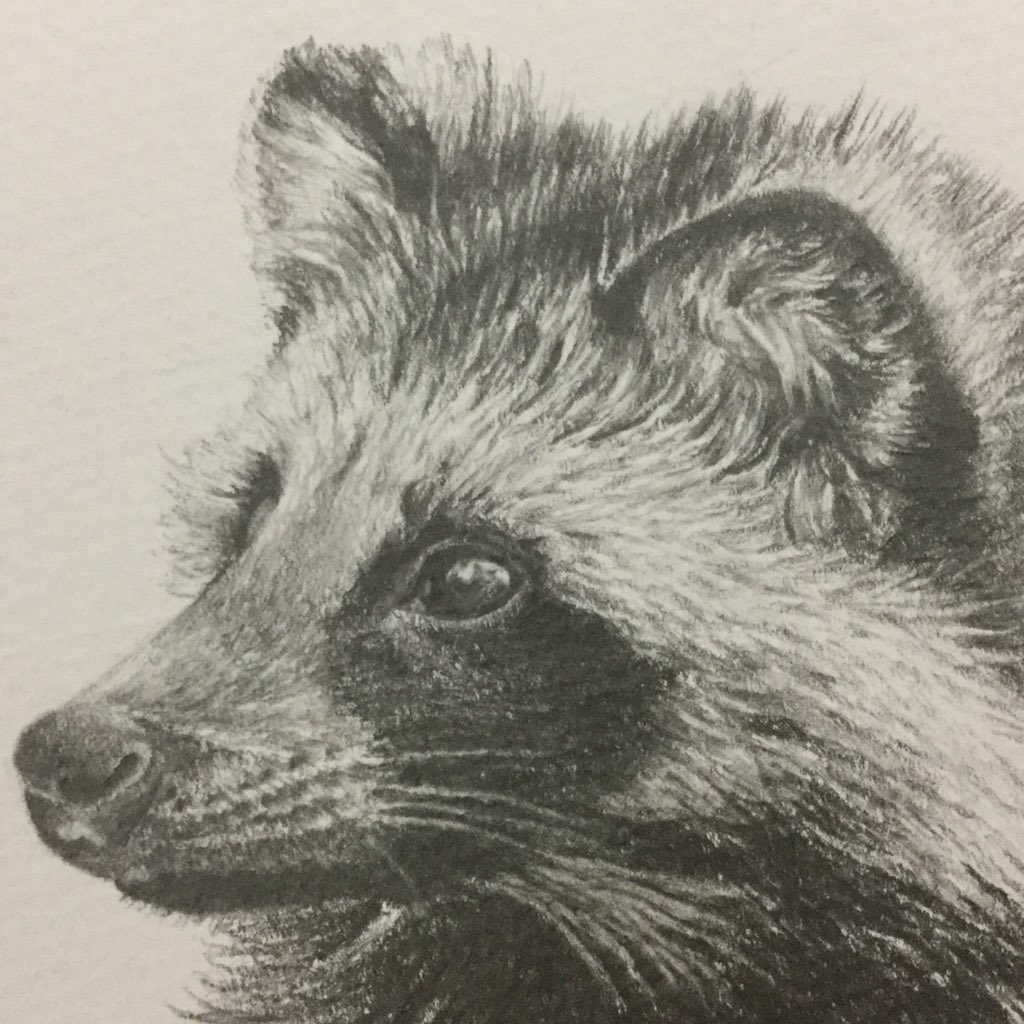 Shooting Star בטוויטר お絵描き お絵描き好きさんと繋がりたい イラスト デッサン 精密画 絵描きの輪 鉛筆画 たぬき たぬき Syou のギュッとつまった癒しです