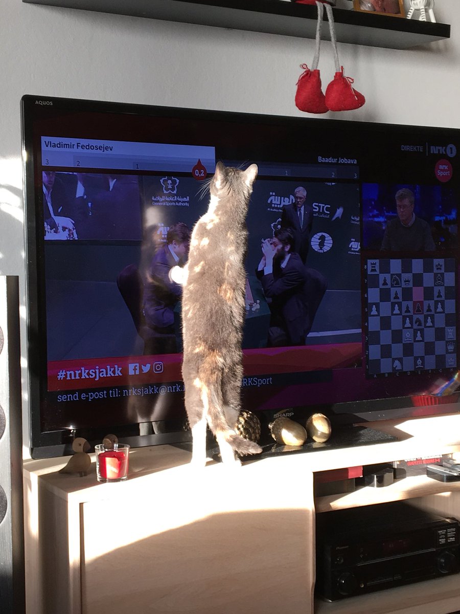 Gullmaren's tweet photo. Når pila går så fort at selv katten reagerer. #nrksjakk https://t.co/3YSV5A4KCz
