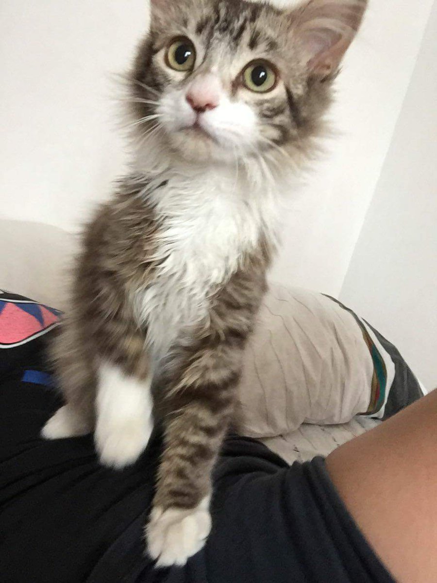 AnimalParaiso's tweet photo. Se busca gatita perdida en Calle Londres con Viena, cerca de la Plaza Caupolican, sector de Recreo, #Viña. Tiene solamente 3 meses de edad. Porta collar rosado claro con cascabel. 

Si la ven por favor retener o avisar al teléfono 971935794. https://t.co/ccJvfwlXDZ