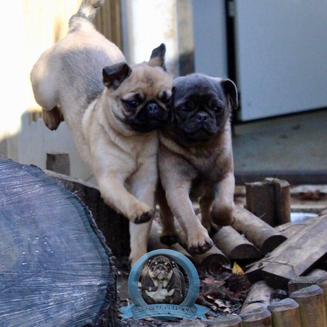 BluebellDogs tweet picture