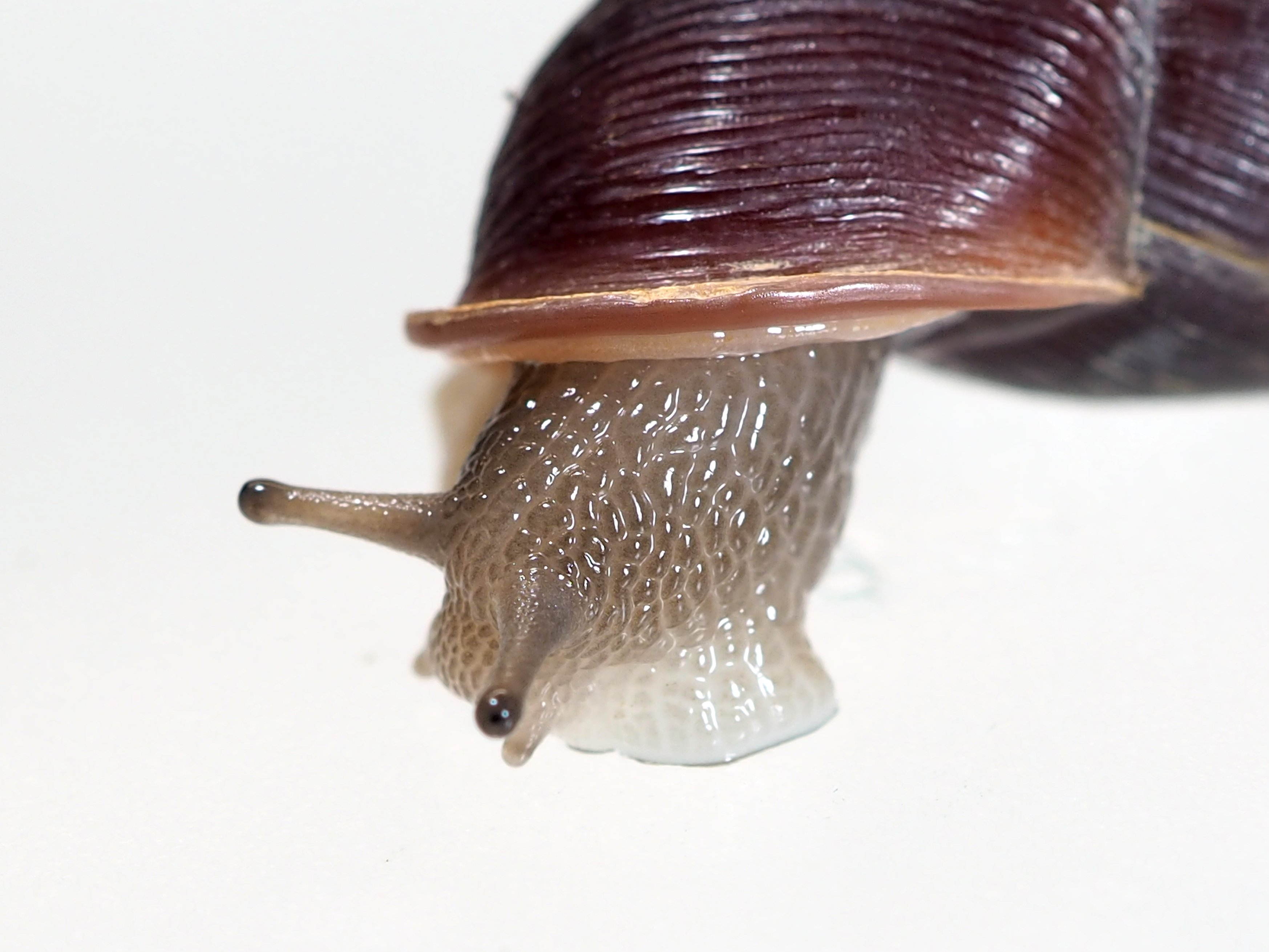 🐌まひまひのつぶり on X: 🐌まひまひのつぶり on X: