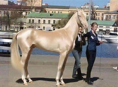 NationalGeograC's tweet photo. Caballo dorado, uno de los caballos más hermosos del mundo en Turquía https://t.co/pYrNxO8cY9