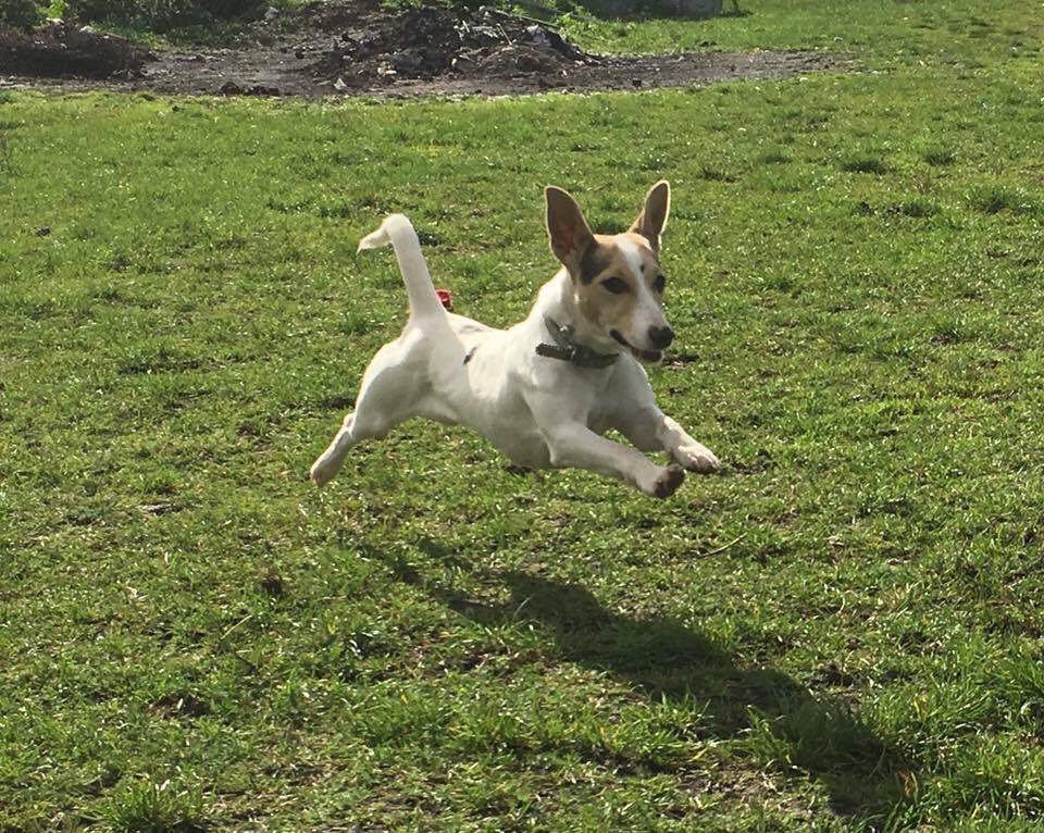 karen73984451's tweet photo. #woofwoofwednesday #Hiping to be running outta kennels and into a super duper home π luffly lil Miss P @NWDogRescue https://t.co/Pk4WgDFiFu