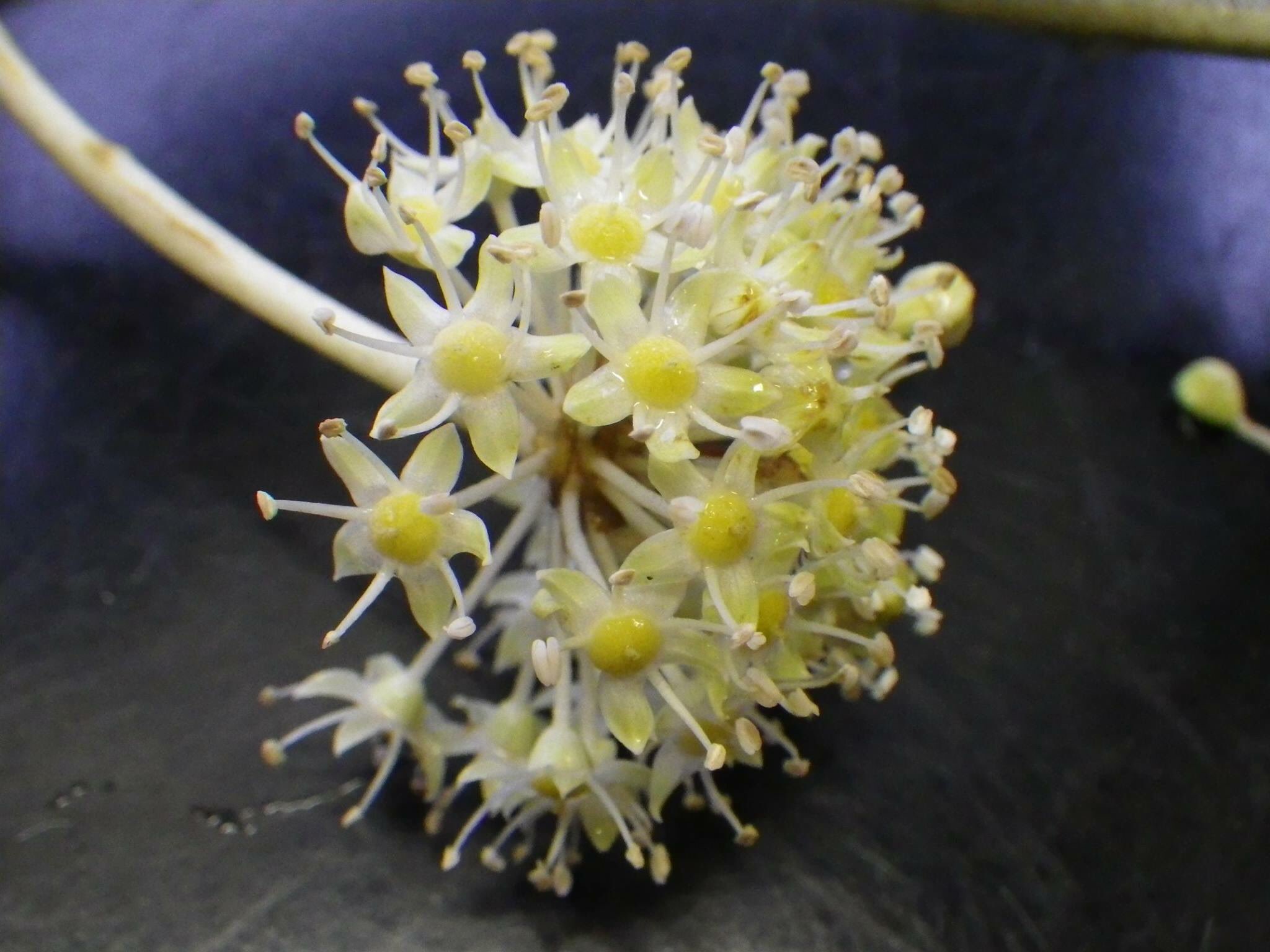 いちほまれ 外のトイレの脇で ヤツデ が花を咲かせていました こんな寒いときに花を咲かせるなんて不思議な植物ですね 花粉を運んでくれる虫がいるんでしょうか いちほまれ 農業試験場 ヤツデの花 冬に花咲く 不思議な植物 花粉 誰が いちほまれ 外のトイレの脇で ヤツデ が花を咲かせていました こんな寒いときに花を咲かせるなんて不思議な植物ですね 花粉を運んでくれる虫がいるんでしょうか いちほまれ 農業試験場 ヤツデの花 冬に花咲く 不思議な植物 花粉 誰が