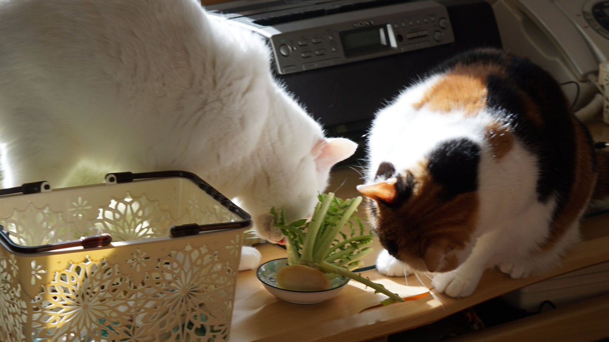 猫 インテリアとして育てていた大根を食い散らかすの巻 顔がガチ 笑 猫って大根食べるのか Togetter