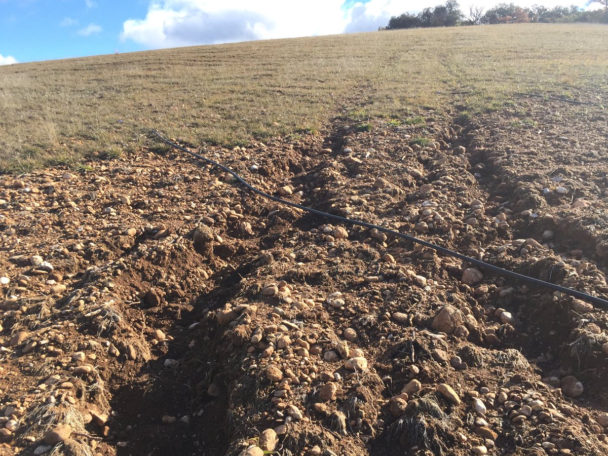 MarcosMorcillo's tweet photo. Seeded vs. Naked soil after truffle plantation on slope https://t.co/nJlwijrYrB