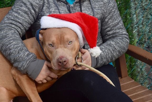 MoishesMom's tweet photo. Take a look at this horror show waiting to unfold today in America’s richest city. 4 of 5 Rescue Only pups out of a list of 10. One is smiling, one gives a paw, one wears a Santa hat. But the last one looks like so many killed by these whores. There is blood spots on his bedding! https://t.co/7BGGH81mXS