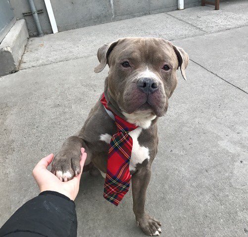 MoishesMom's tweet photo. Take a look at this horror show waiting to unfold today in America’s richest city. 4 of 5 Rescue Only pups out of a list of 10. One is smiling, one gives a paw, one wears a Santa hat. But the last one looks like so many killed by these whores. There is blood spots on his bedding! https://t.co/7BGGH81mXS